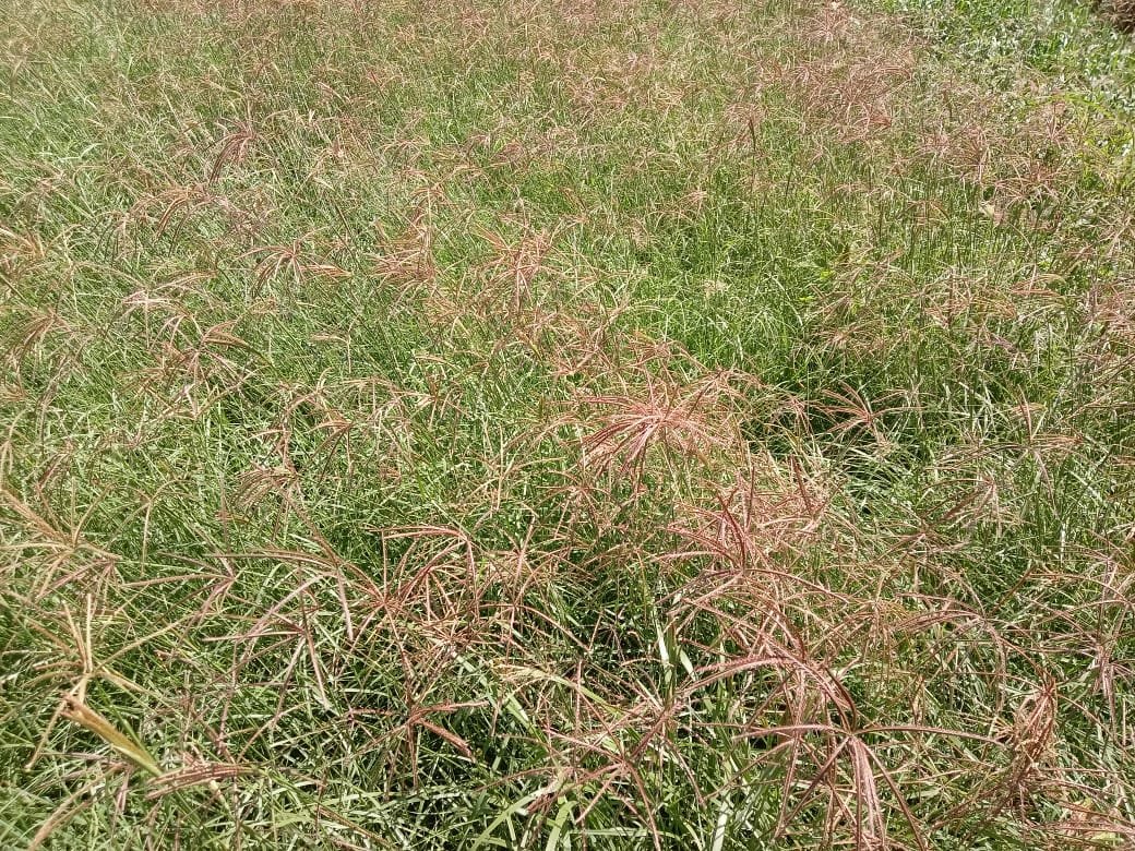 Agricultural field