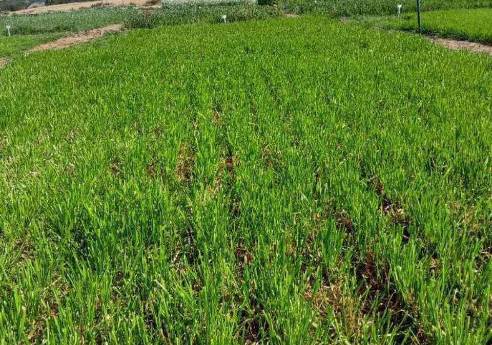 Annual Ryegrass