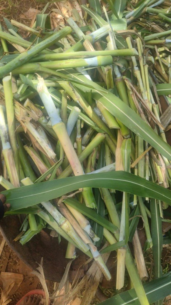 Bana Grass Cuttings — Graze Tech Fodder Solutions image 3