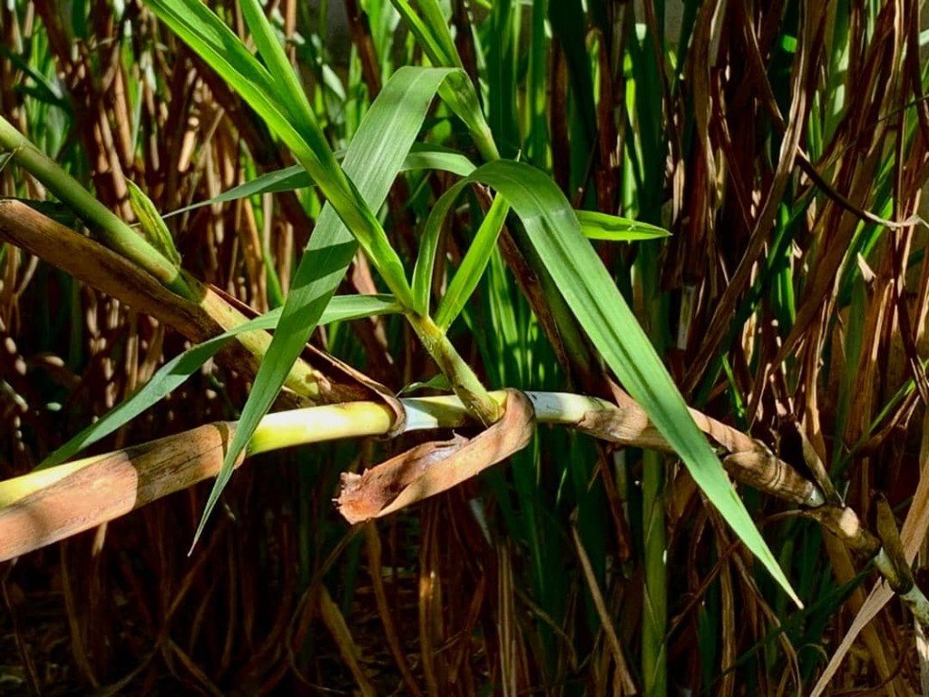 Bana Grass Cuttings — Graze Tech Fodder Solutions image 4