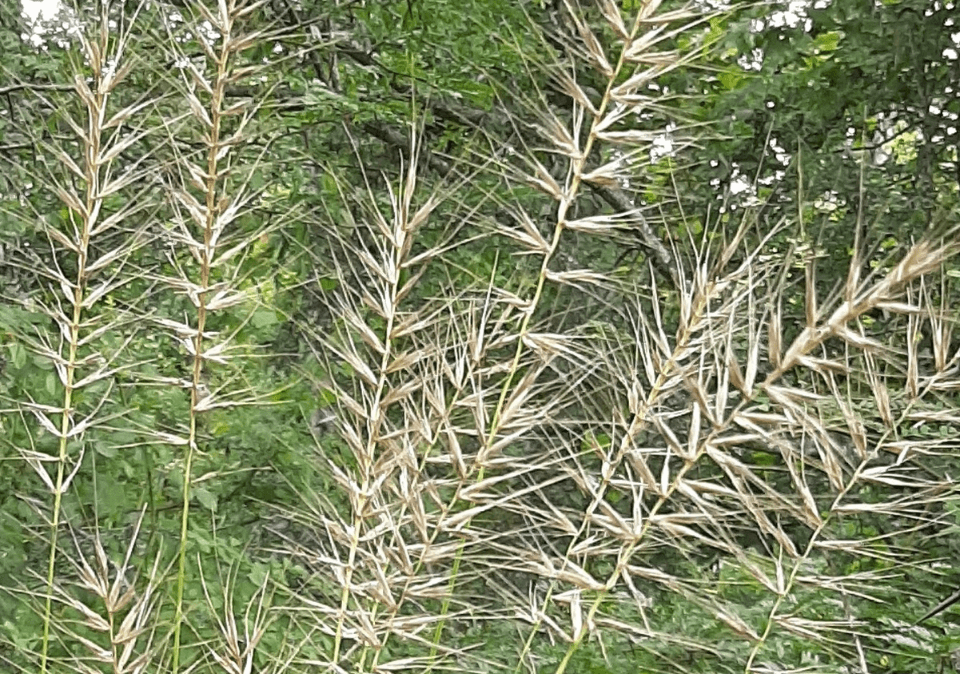 Bottlebrush Grass