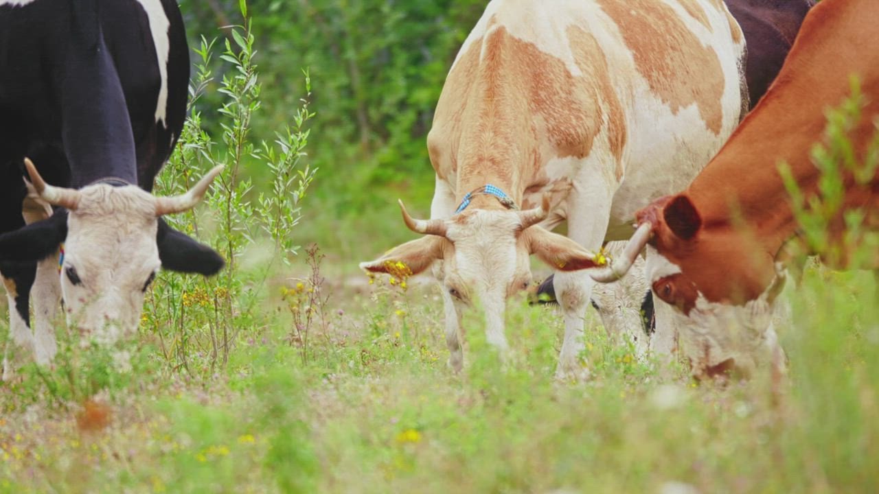 Cattle grazing on pasture