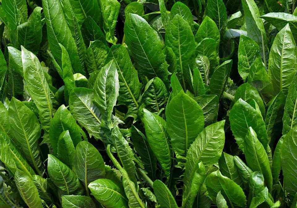 Chicory