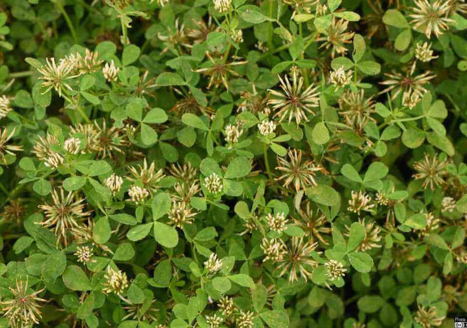 Clover