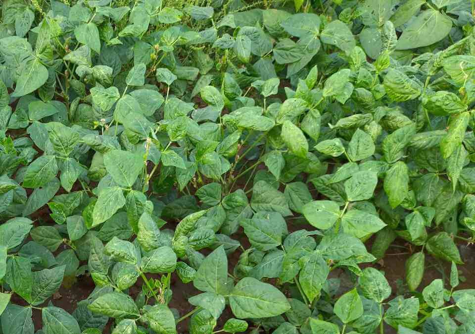 Cow Peas