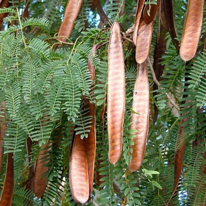 Fodder trees from Graze Tech Fodder Solutions Zimbabwe