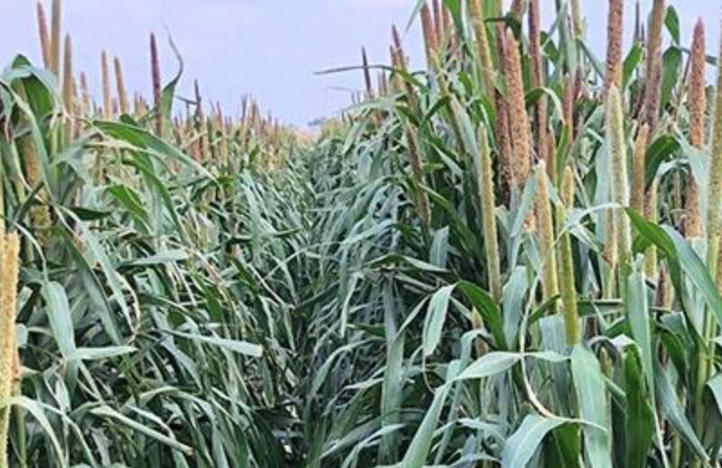 Forage Pearl Millet