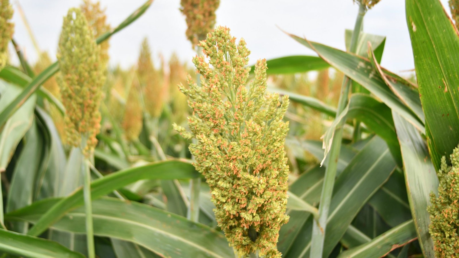 Forage sorghum crop
