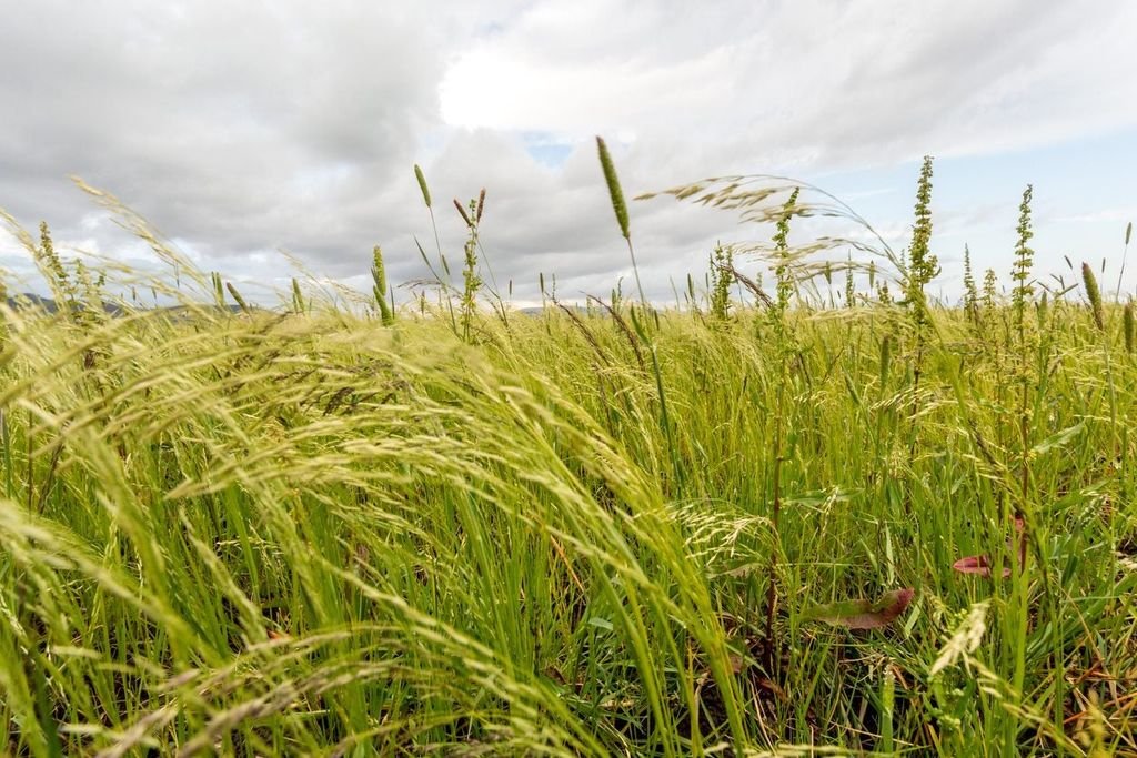 Guinea Grass