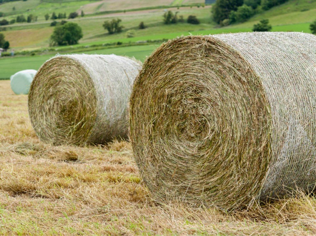 Rolled hay bales in a pasture field