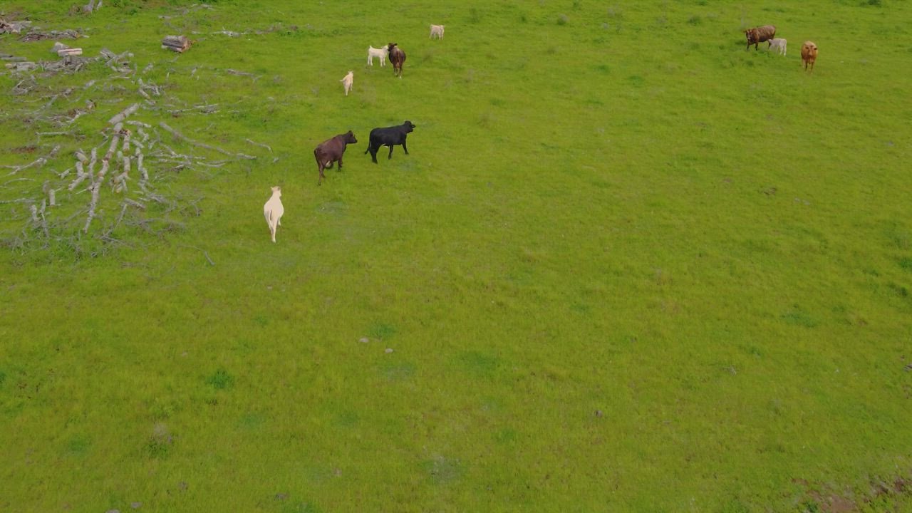 Aerial view of grazing herd