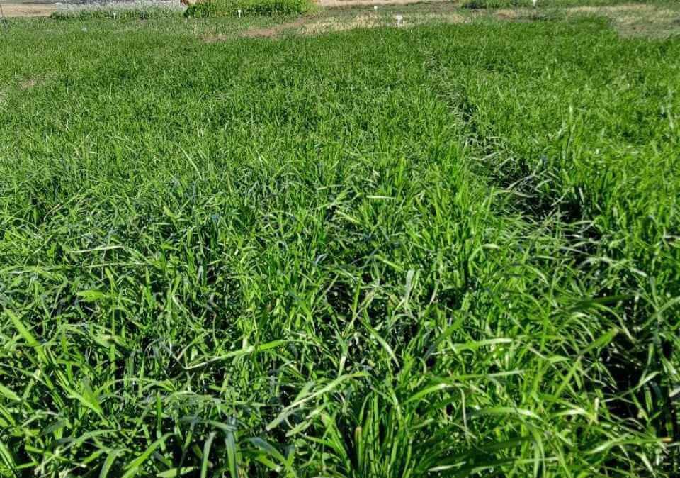 Italian Ryegrass