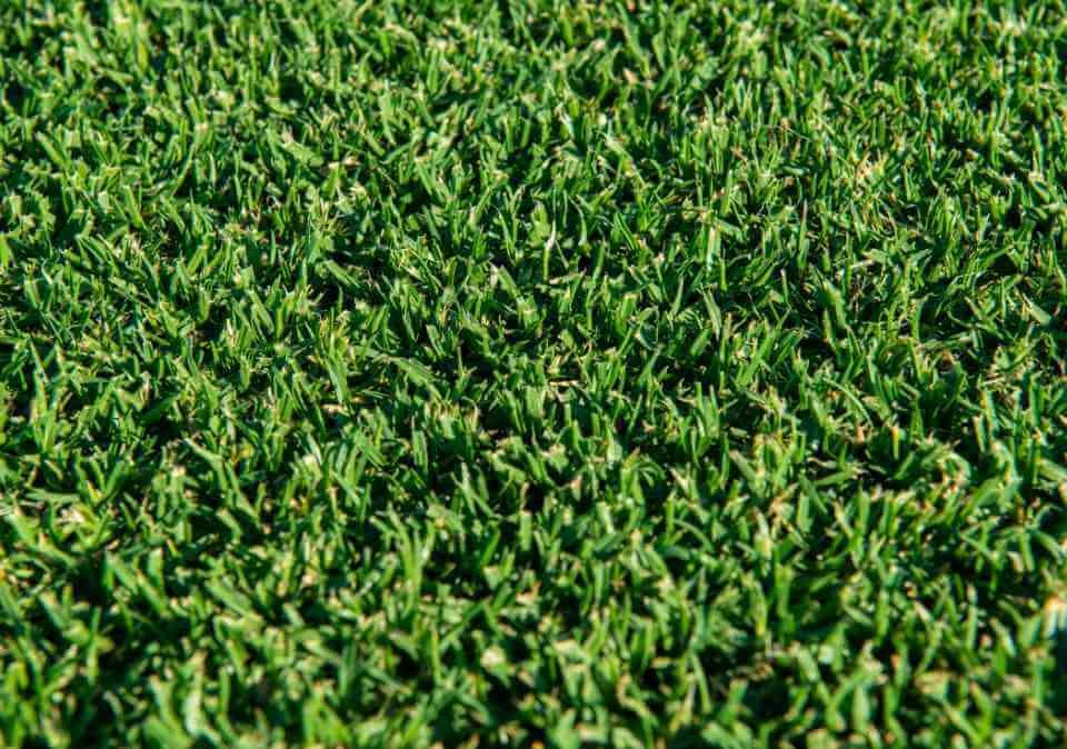 Kikuyu Grass