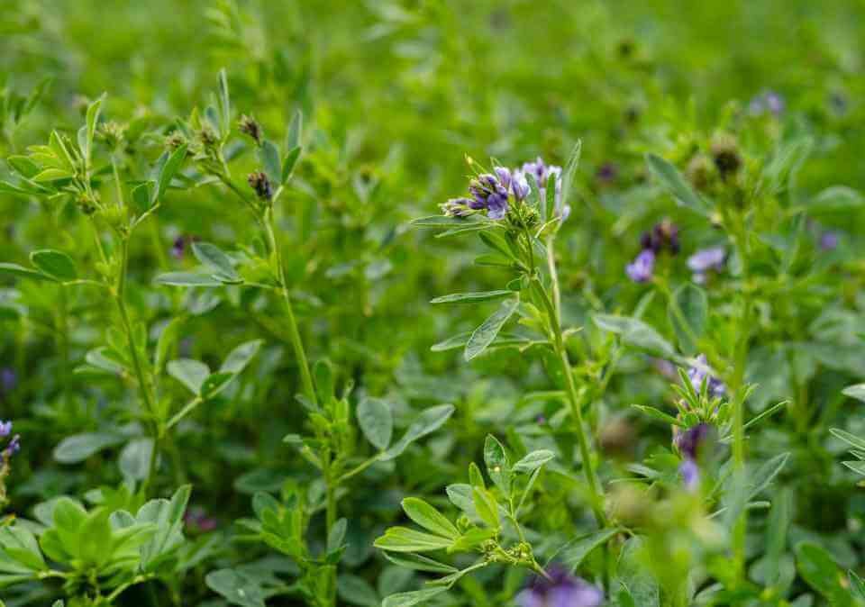 Lucerne seed crop
