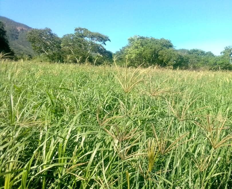 Lush pasture field