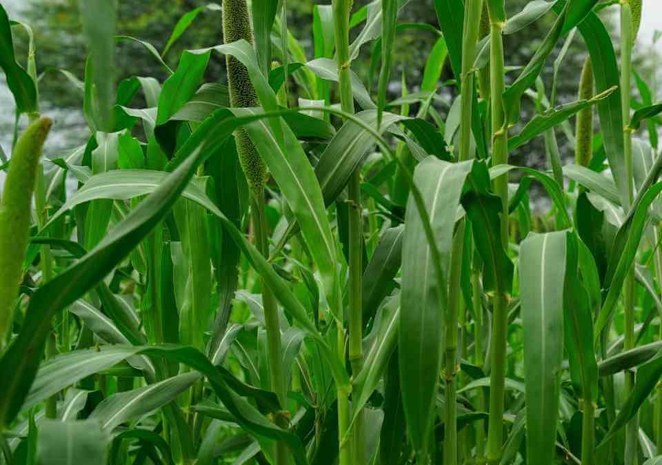 Pennisetum