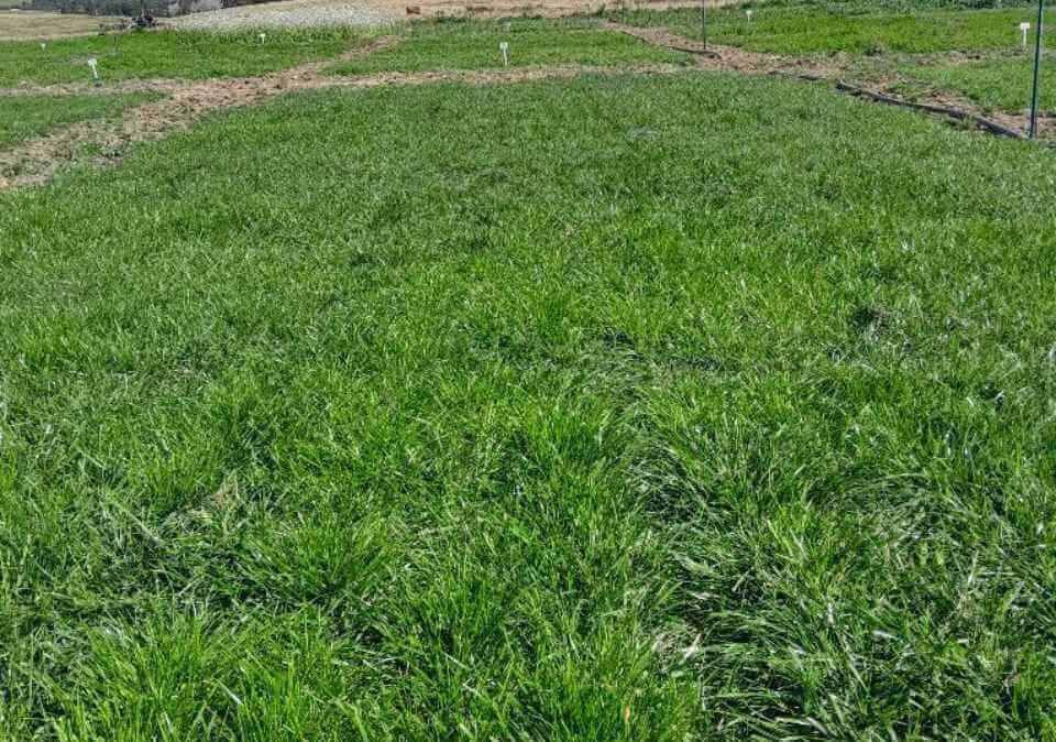 Perennial Ryegrass