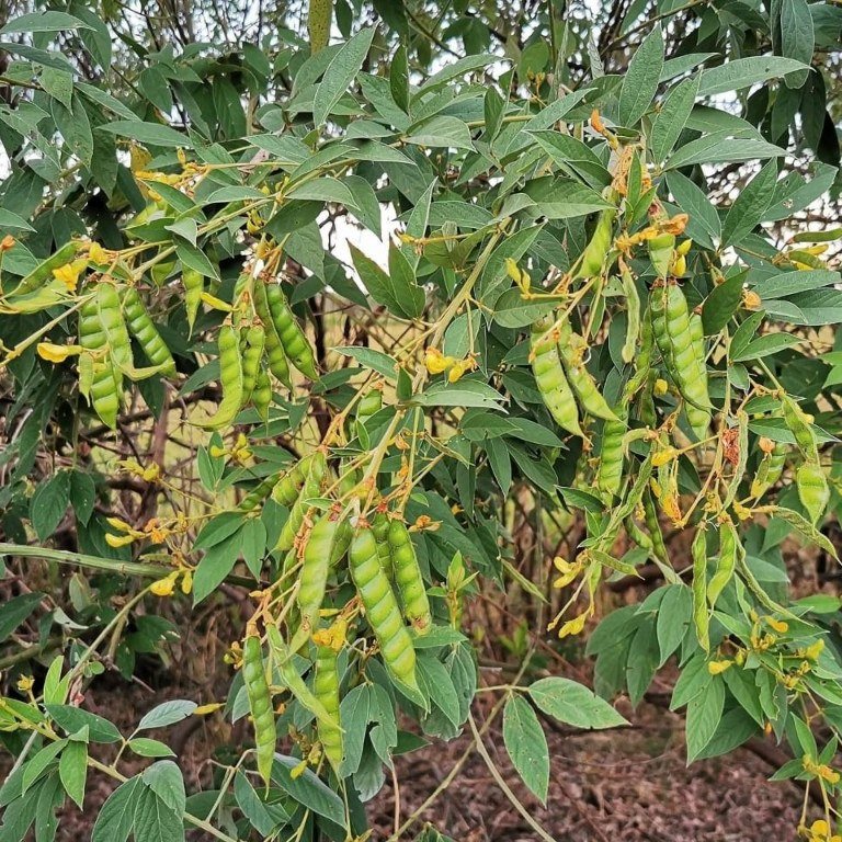 Pigeon pea seed from Graze Tech Fodder Solutions Zimbabwe