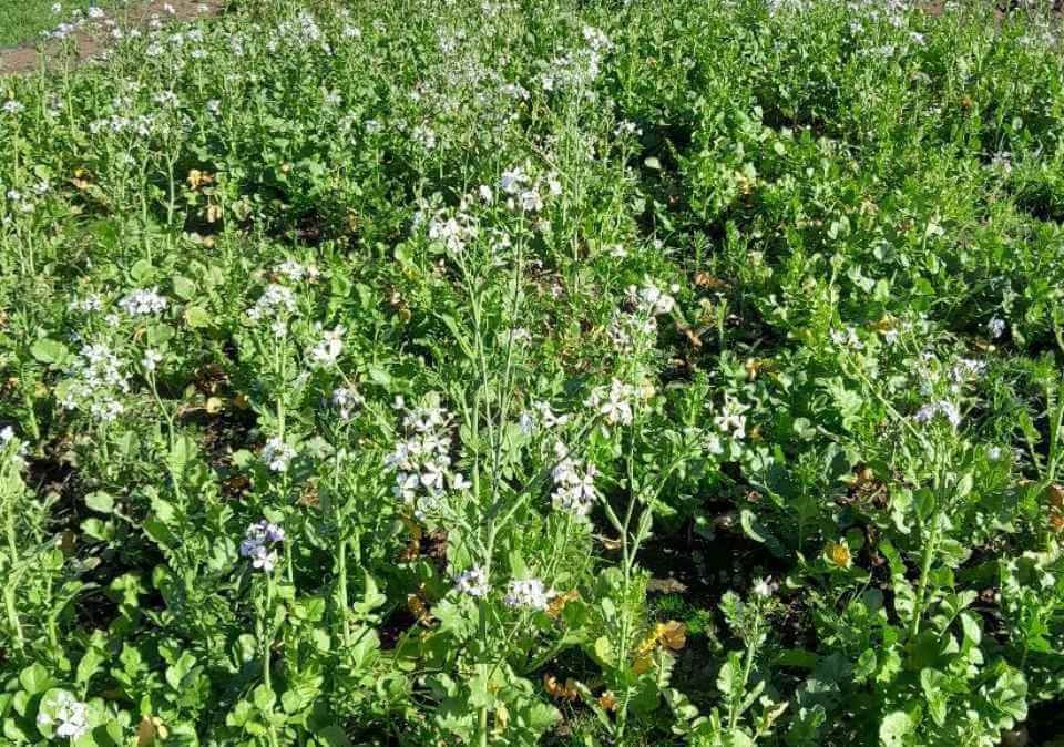 Radish