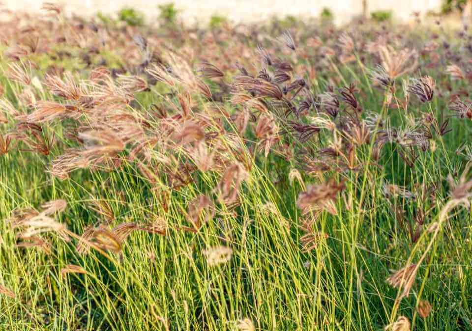 Rhodes Grass