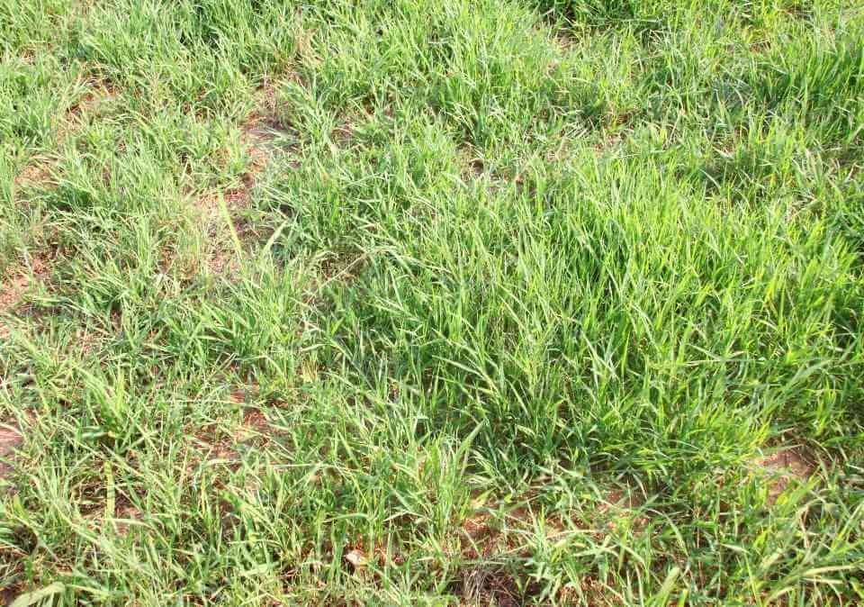 Smutsfinger Grass