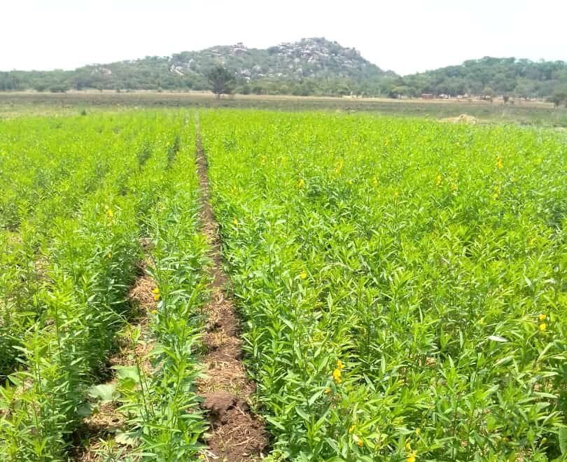 Sorghum