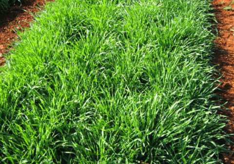 Stooling Rye
