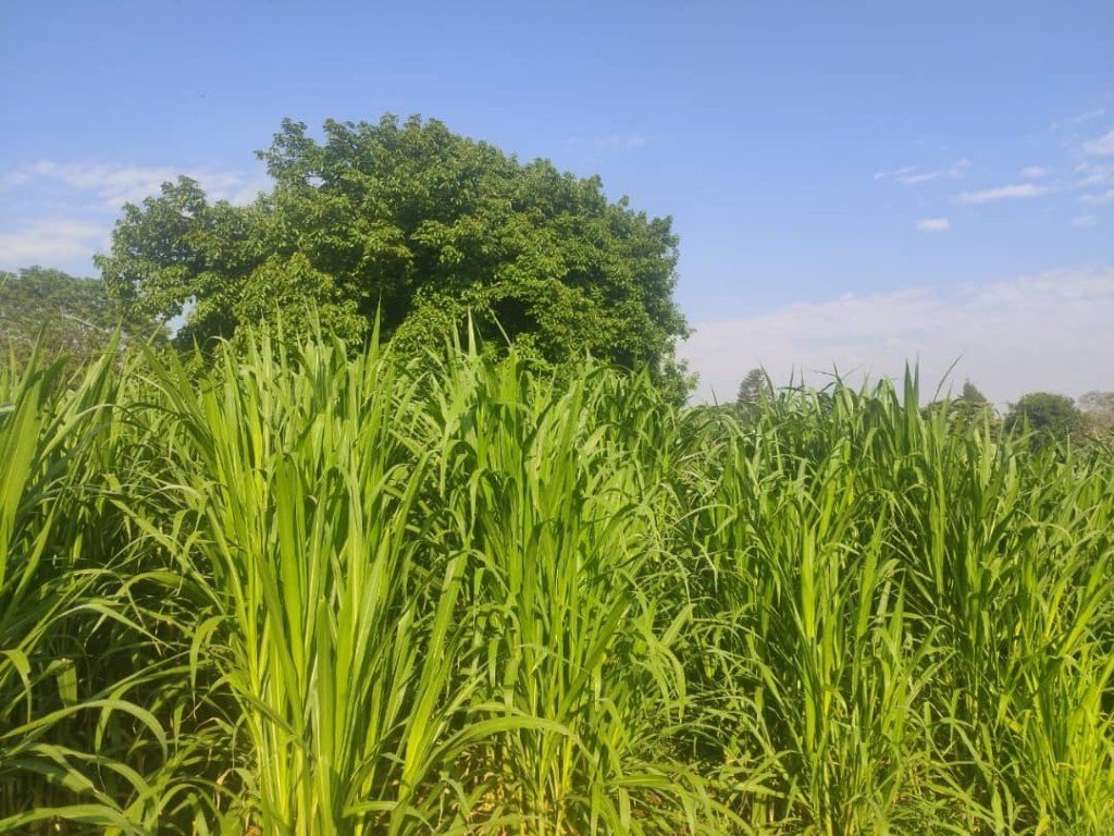 Super Napier Pakchong 1 Cuttings — Graze Tech Fodder Solutions image 3