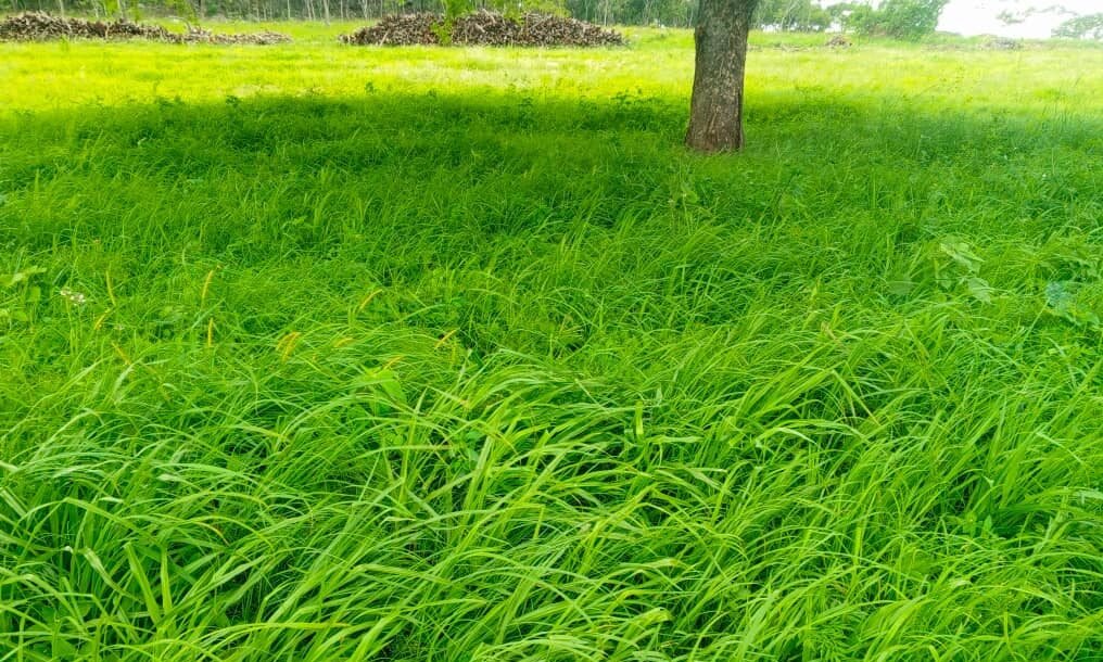 Teff Grass
