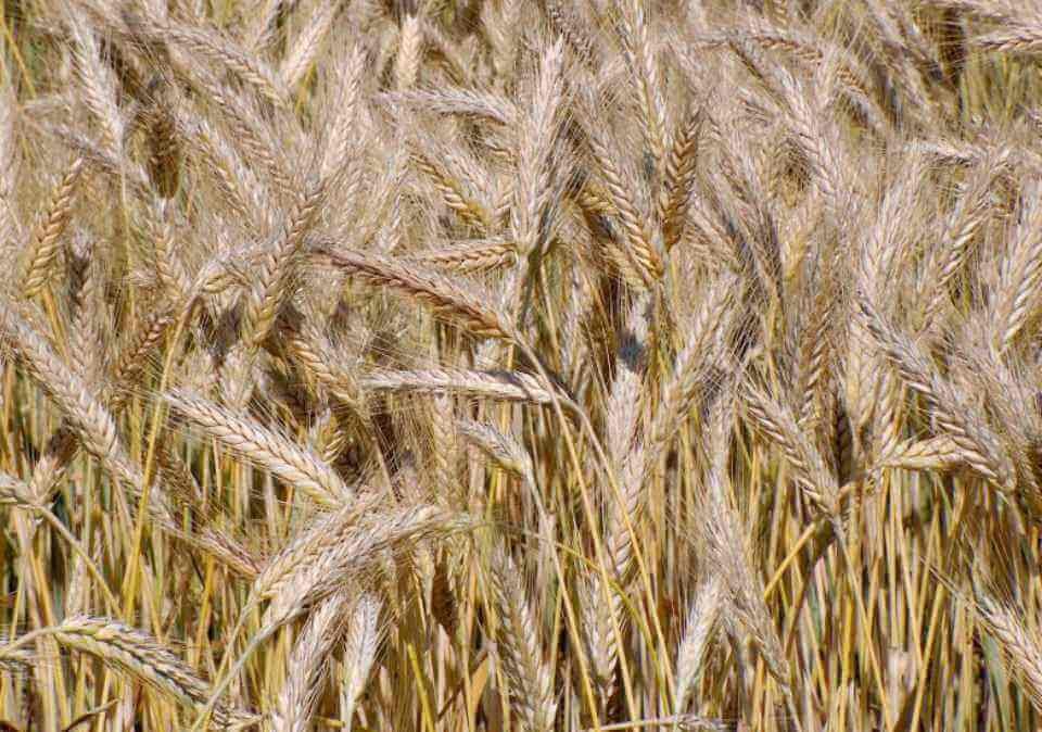 Triticale