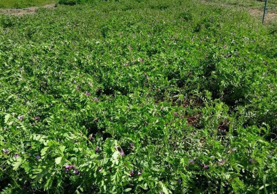 Vetch
