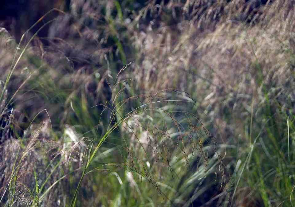 Weeping Lovegrass