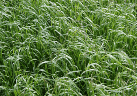 Westerwold Grass
