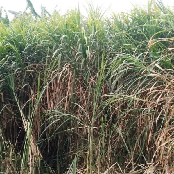 Bana Grass Cuttings Zimbabwe: Zero-Grazing Dairy Fodder — Graze Tech Fodder Solutions