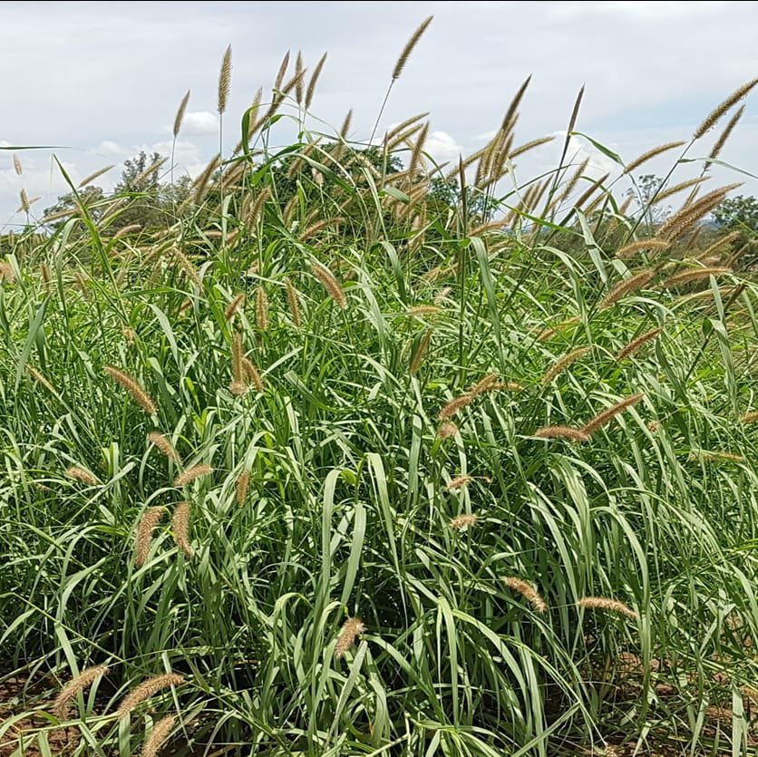 Blue Buffalo grass seed from Graze Tech Fodder Solutions Zimbabwe