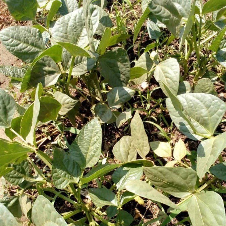 Cowpeas Seed Zimbabwe: Grain for the Pot, Haulms for the Herd — Graze Tech Fodder Solutions