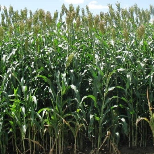 Forage Sorghum Seed Zimbabwe: Sweet-Stem Silage up to 40 t/ha — Graze Tech Fodder Solutions