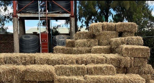 Certified Katambora Rhodes grass seed from Graze Tech Fodder Solutions Zimbabwe