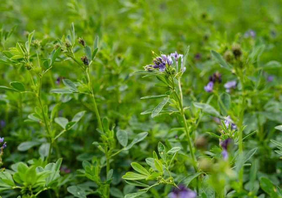 Lucerne (Alfalfa) Seed Zimbabwe: Protein, Nitrogen and Dairy Hay — Graze Tech Fodder Solutions