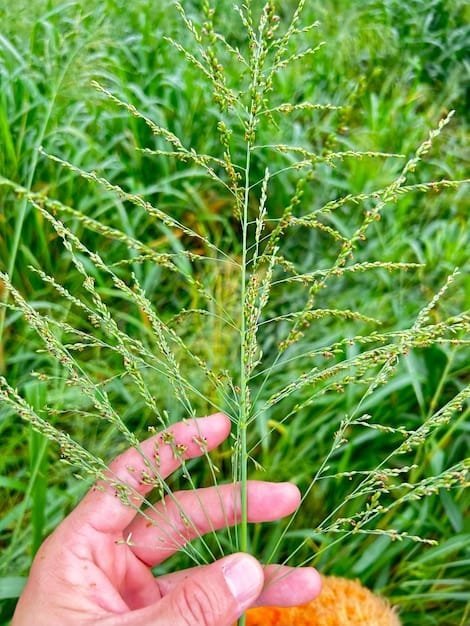 Panicum Maximum grass seed from Graze Tech Fodder Solutions Zimbabwe