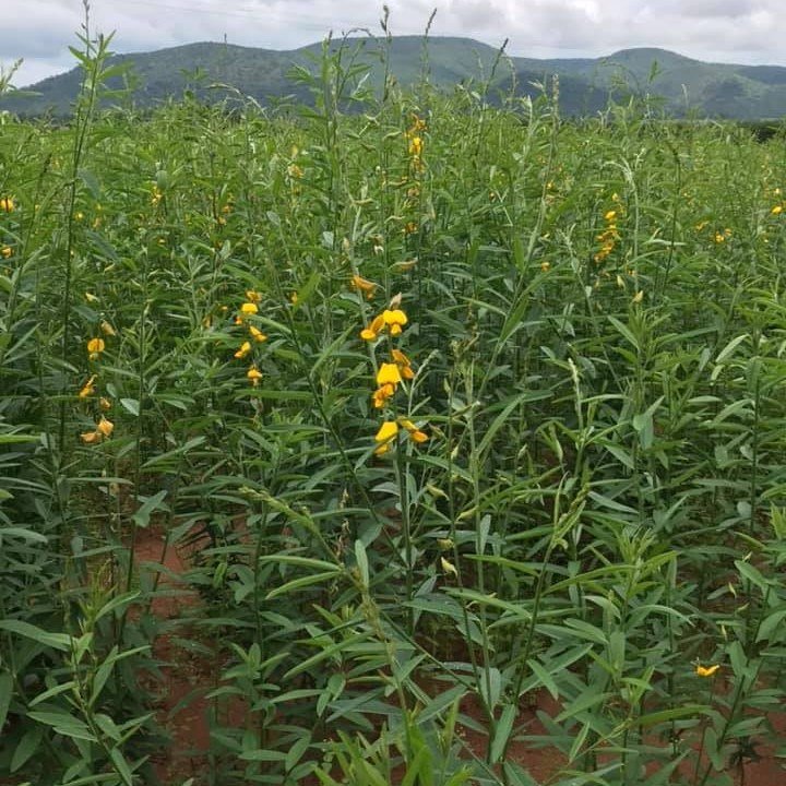 Sunnhemp Seed Zimbabwe: Green Manure, Weeds and 100 kg Nitrogen — Graze Tech Fodder Solutions