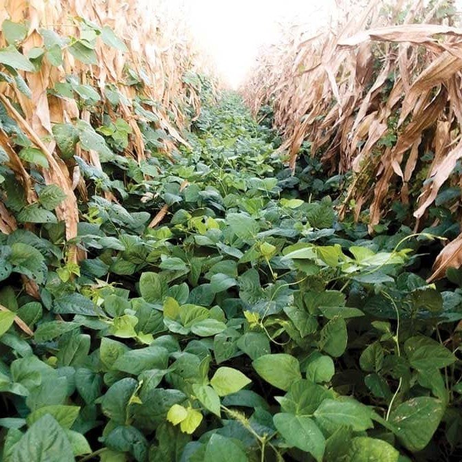 Velvet Bean Seed Zimbabwe: 60-Day Green Manure and Maize Rotation — Graze Tech Fodder Solutions